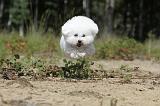 BICHON FRISE 365